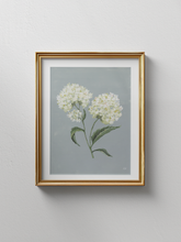 Load image into Gallery viewer, White Hydrangeas Art Print