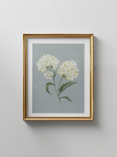 White Hydrangeas Art Print